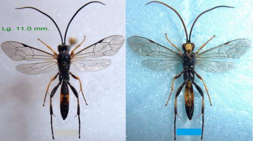 Réf. 328 268 : Cratichneumon coruscator